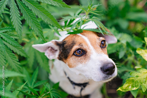 Canvas Print training of service dogs to search for cannabis plants