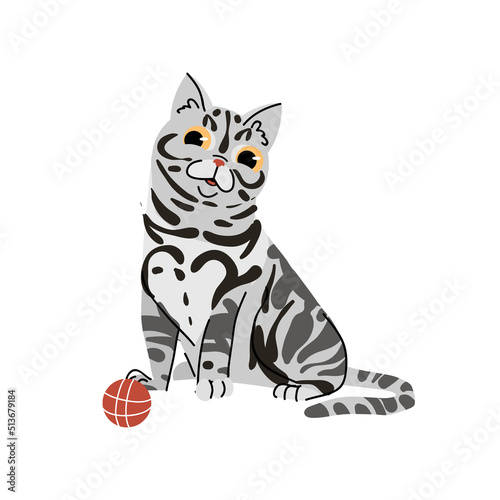 American Shorthair cat breed with ball isolated on white background. Pet animal vector character illustration