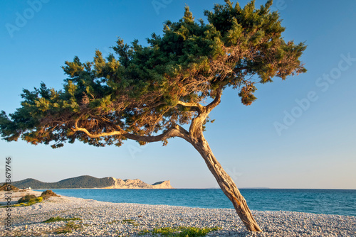 Sabina negral (Juniperus phoenicea, Cupressaceae).Playa des Codolar. Sant Josep de Talaia.Ibiza.Balearic islands.Spain.