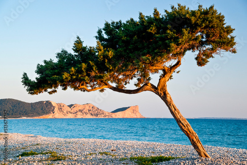 Sabina negral (Juniperus phoenicea, Cupressaceae).Playa des Codolar. Sant Josep de Talaia.Ibiza.Balearic islands.Spain. photo