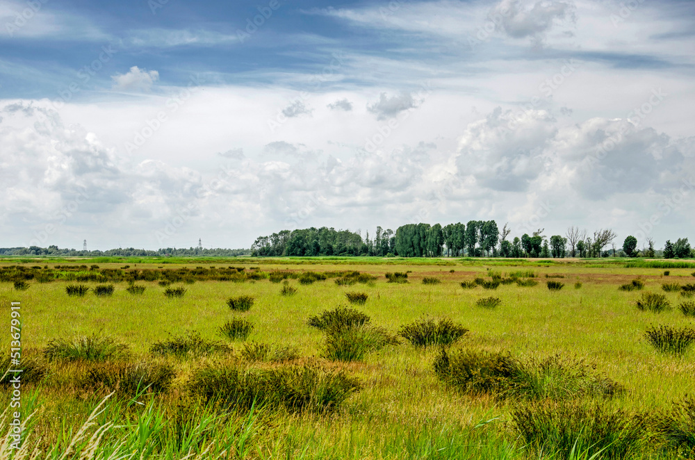 Landscape with clumps of grass in a swampy part of the Noordwaard region in Biesbosch national park Landscape with clumps of grass in a swampy part of the Noordwaard region in Biesbosch national park