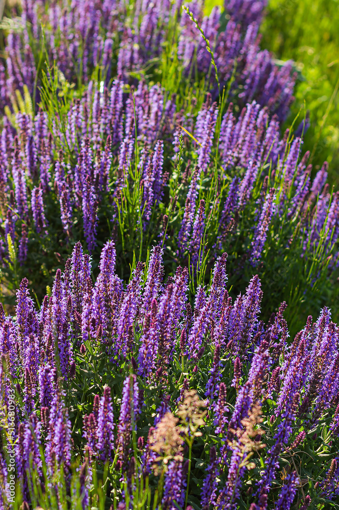 purple lavender flowers on a sunny day background