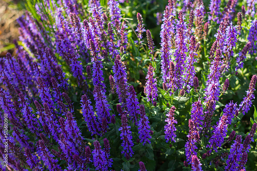 purple lavender flowers in sunny day shadow and light background