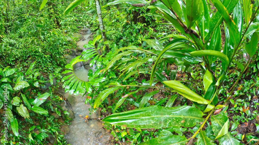 Tropical Rainforest, Marino Ballena National Park, Uvita de Osa, Puntarenas, Costa Rica, Central America, America