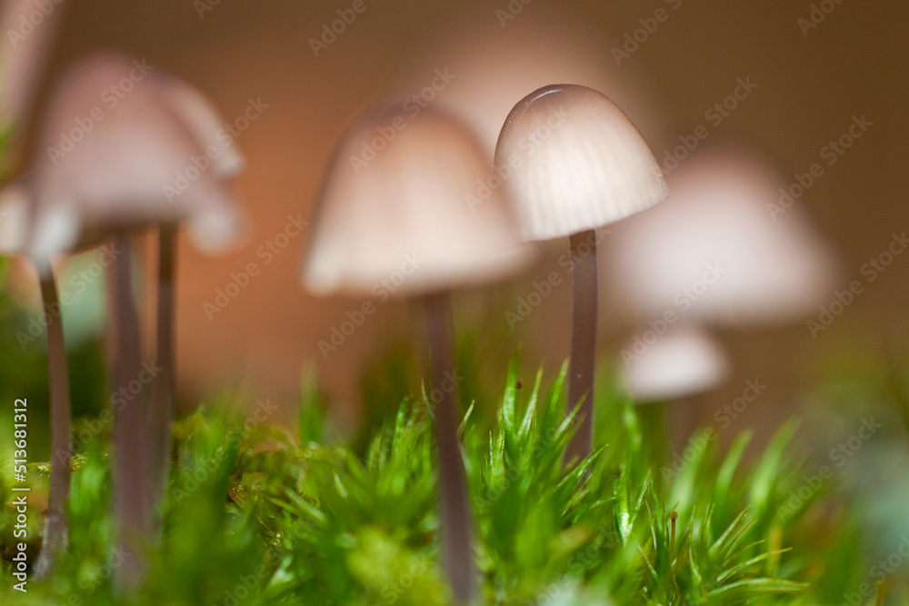 Wild Mushroom, Sierra de Guadarrama National Park, Segovia, Castile Leon, Spain, Europe Wild Mushroom, Sierra de Guadarrama National Park, Segovia, Castile Leon, Spain, Europe