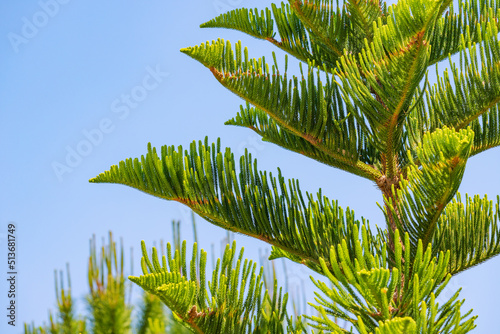 Norfolk Island pine or Araucaria heterophylla unusual tree branch in city park