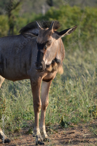 Fototapeta Naklejka Na Ścianę i Meble -  Blue wildebeest