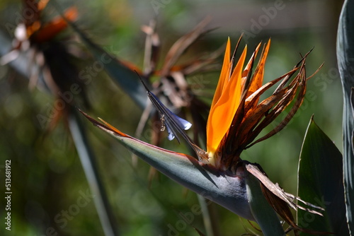 Bird of paradise flower