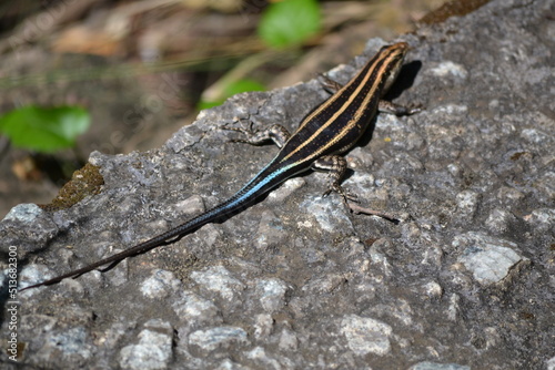 Six-lined racerunner