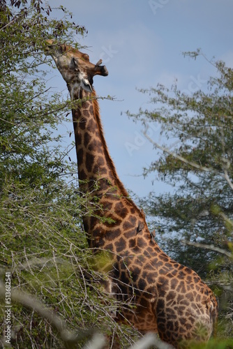 giraffe in the wild