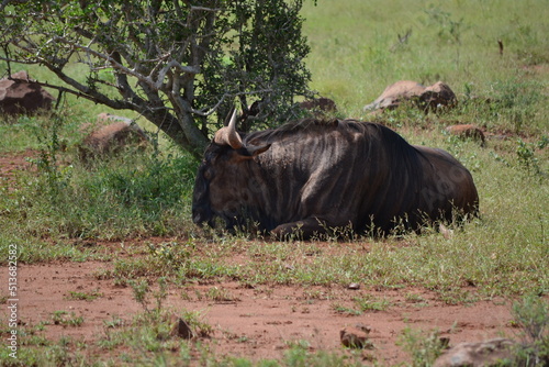 wildebeest in the wild
