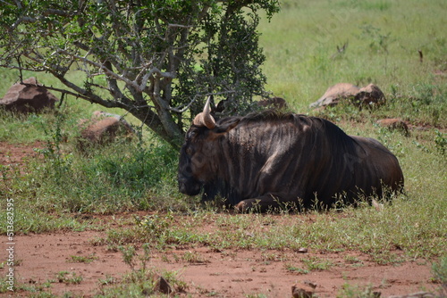 wildebeest in serengeti national park 