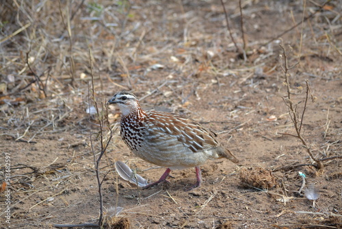 sand grouse