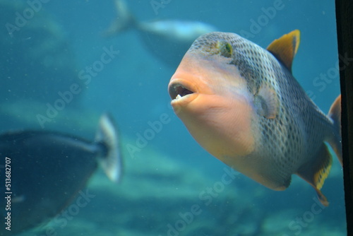 fish under water