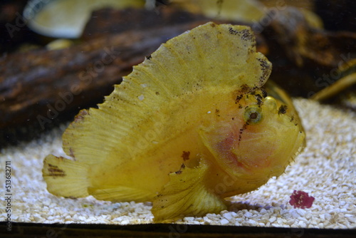 fish in aquarium