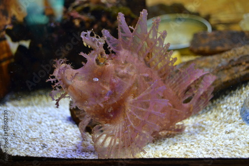 coral reef in aquarium
