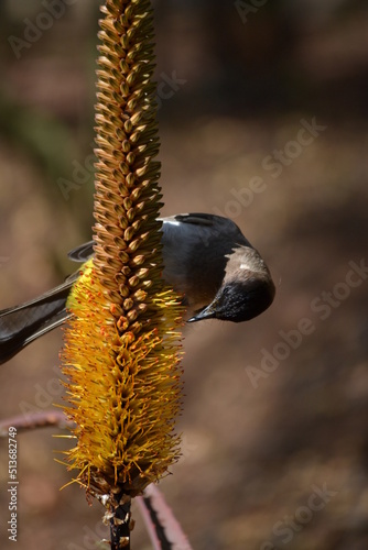 brown-headed cowbird