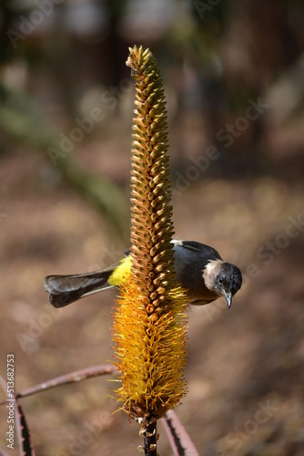 brown-headed cowbird