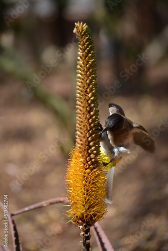 brown-headed cowbird