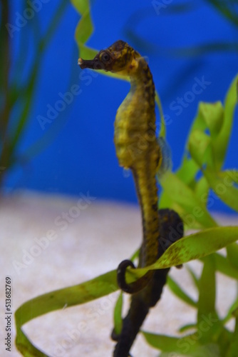 seahorse