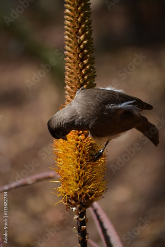 bird on a flower