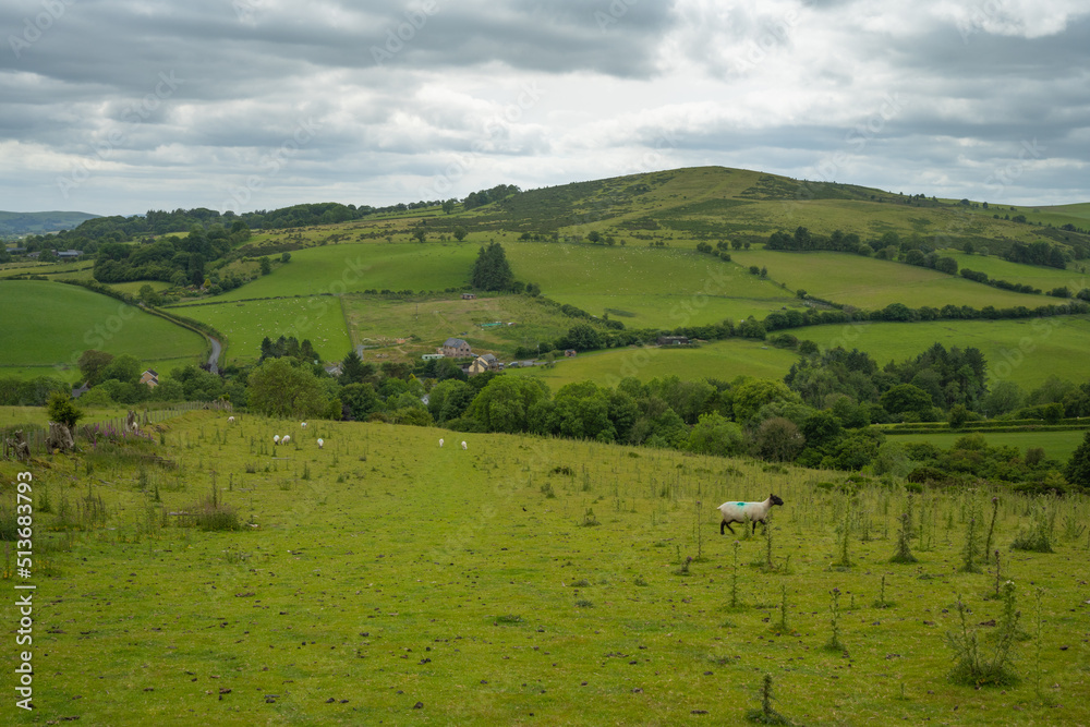 Sheep at a green pasture at a hill in Wales