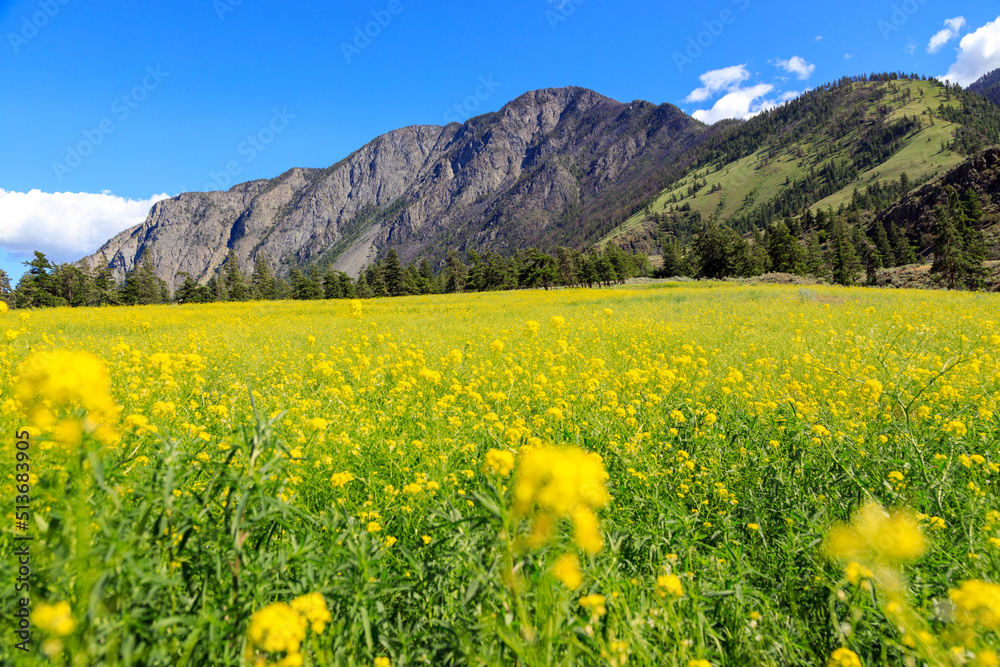 Canadian Landscape Mustard Flower Field Keremeos British Columbia
