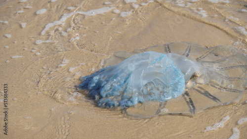 Dead jellyfish washed up on the beach. Rhopilema nomadica jellyfish at the Mediterranean seacoast.  Vermicular filaments with venomous stinging cells  can cause painful injuries to people. photo