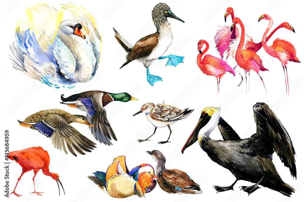 Obraz premium Collection of water bird and waterfowl. Duck, flamingo, pelican, heron, crane, swan. Set of watercolor illustrations isolated on white background.