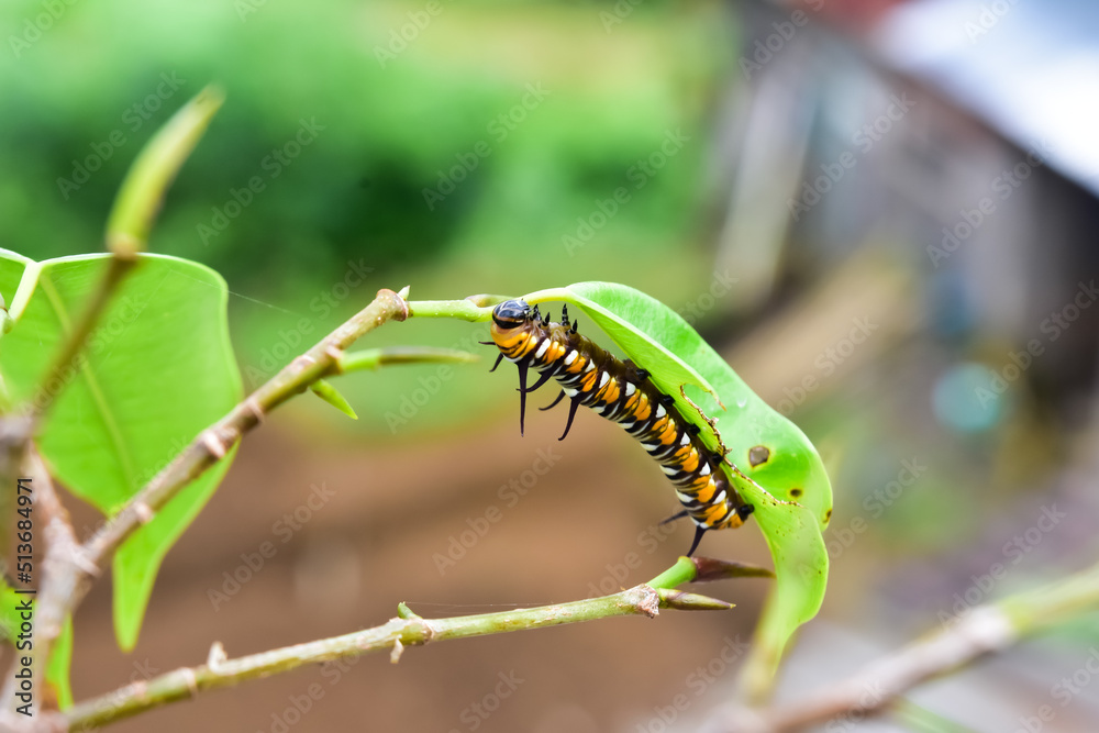 Photograph of a full grown monarch caterpillar on milkweed