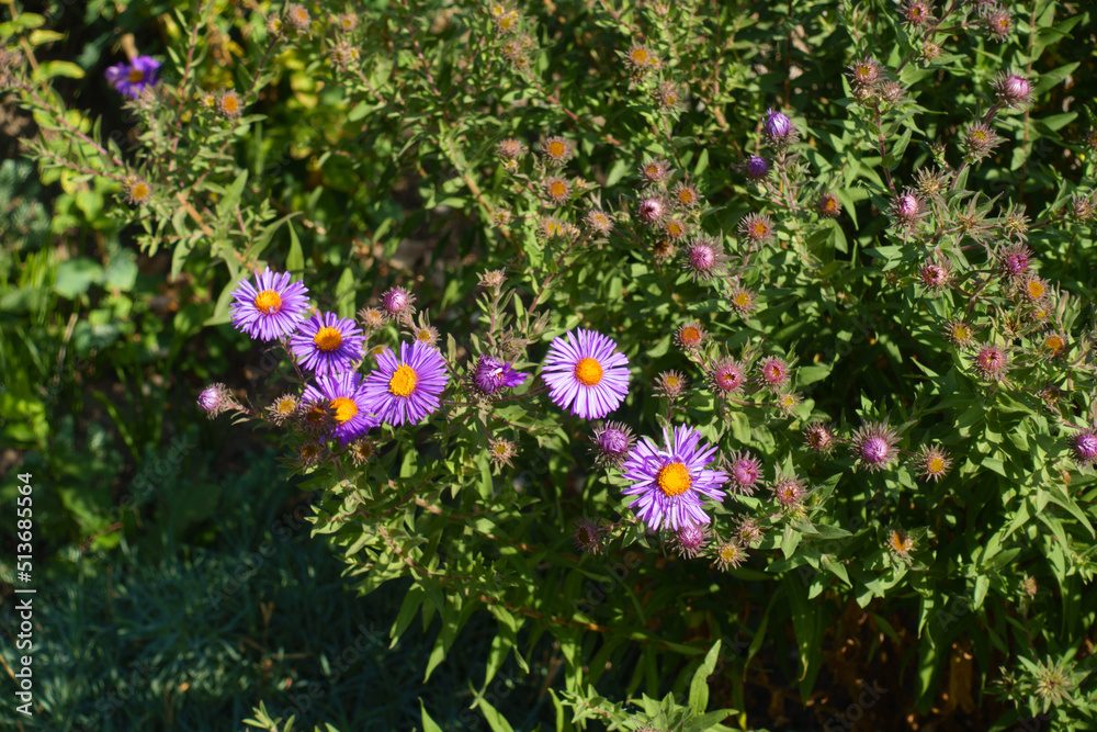 Buds and purple flowers of Symphyotrichum novi-belgii in September Buds and purple flowers of Symphyotrichum novi-belgii in September