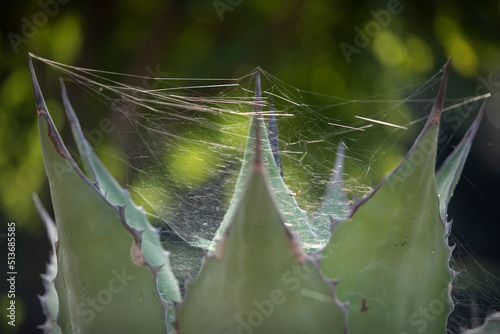 cactus in the web lit by the rays of the sun at dawn