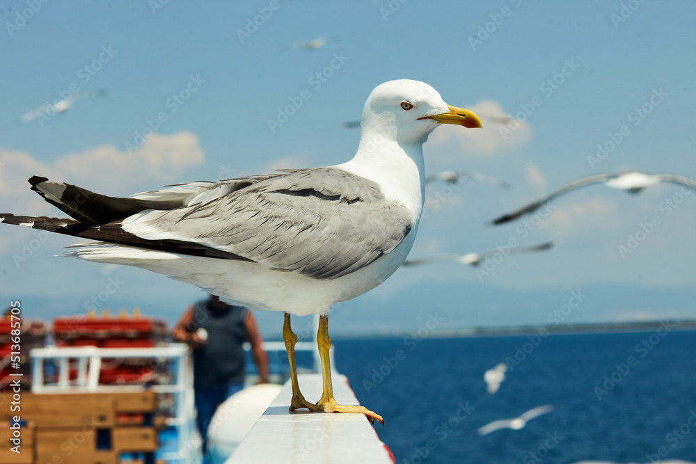 Obraz premium Seagulls sit on the ferry and flap their wings