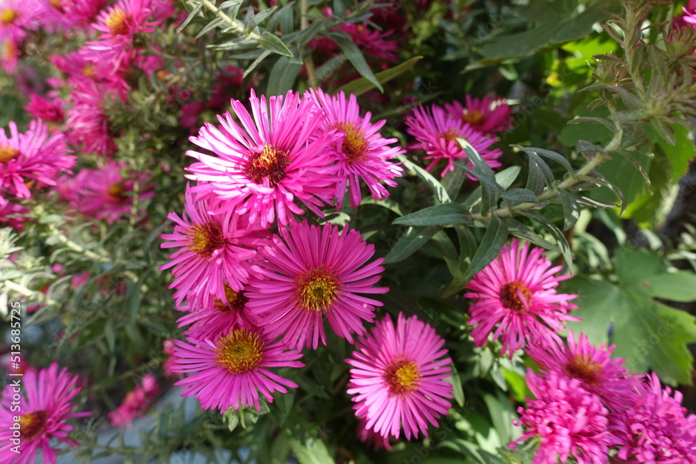 Close view of magenta colored flowers of Michaelmas daisies in mid October Close view of magenta colored flowers of Michaelmas daisies in mid October