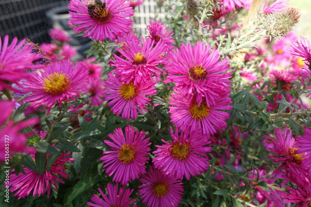 Fuchsia colored flowers of Michaelmas daisies in mid October Fuchsia colored flowers of Michaelmas daisies in mid October