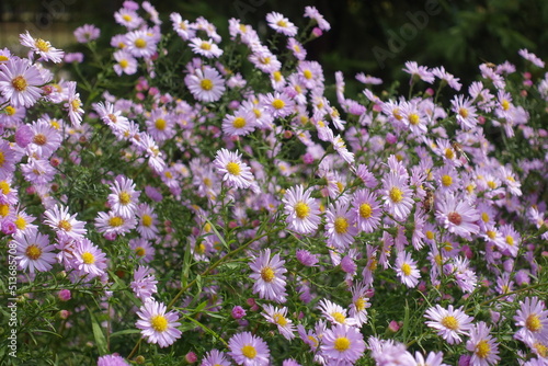 Shoot of pink Michaelmas daisies with bee in October
