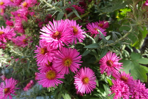 Close view of magenta colored flowers of Michaelmas daisies in mid October