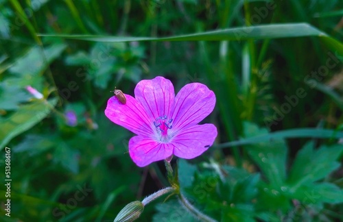 flower in the garden
