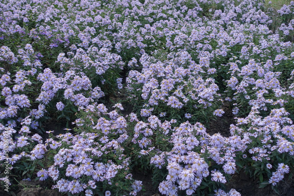 Flowerbed with pale violet Michaelmas daisies in mid October