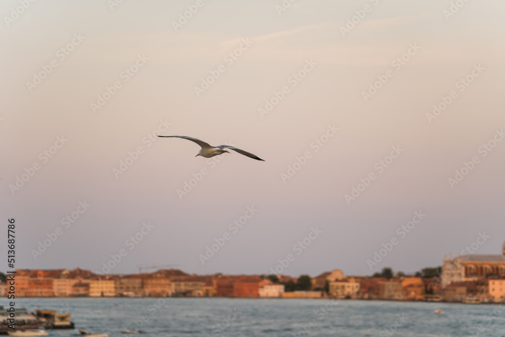 seagull gliding with sunset sky and Venice, Italy on background 