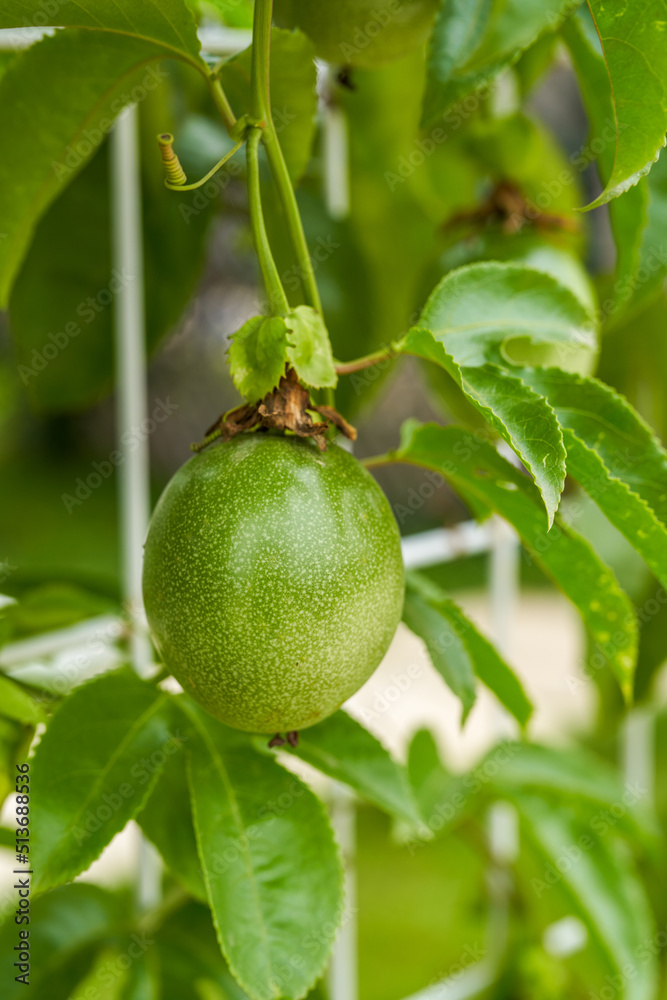 A fruiting passion fruit tree and fruit close-up A fruiting passion fruit tree and fruit close-up