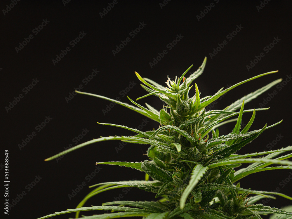 Cannabis plant against a black background. Texture marijuana leaves Cannabis plant against a black background. Texture marijuana leaves