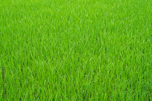 Field path in lush green rice fields