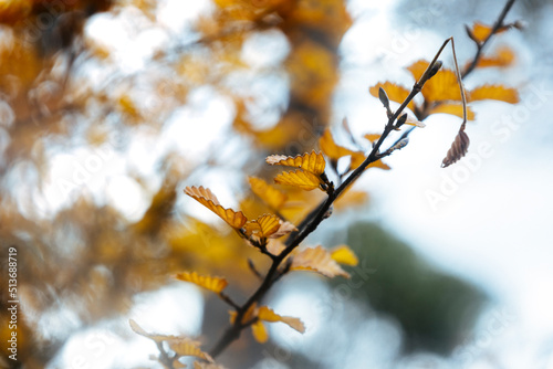autumn leaves in wind