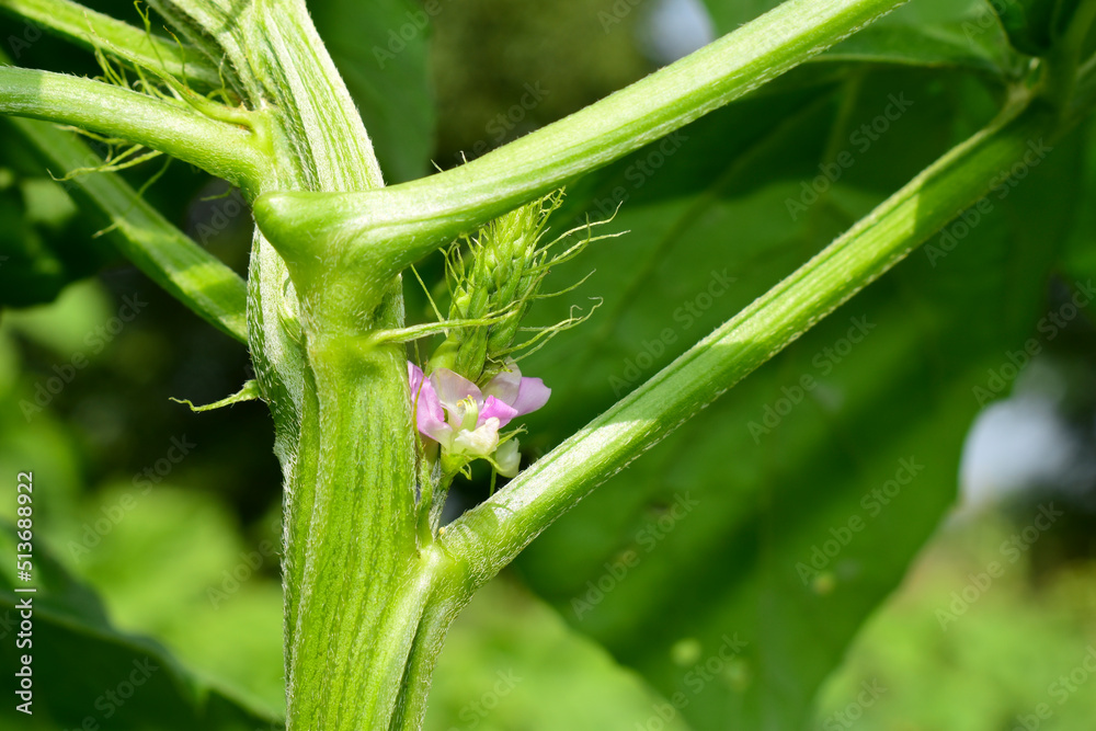 Cluster beans or gawar phali(guar) flowers plant in field,cyamopsis tetragonoloba Cluster beans or gawar phali(guar) flowers plant in field,cyamopsis tetragonoloba