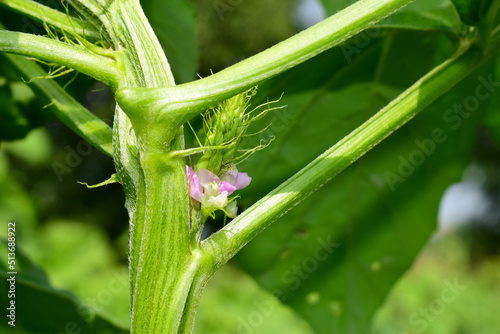 Cluster beans or gawar phali(guar) flowers plant in field,cyamopsis tetragonoloba photo