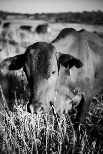 cow in the field