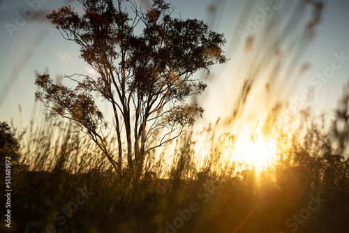 sunset in the field