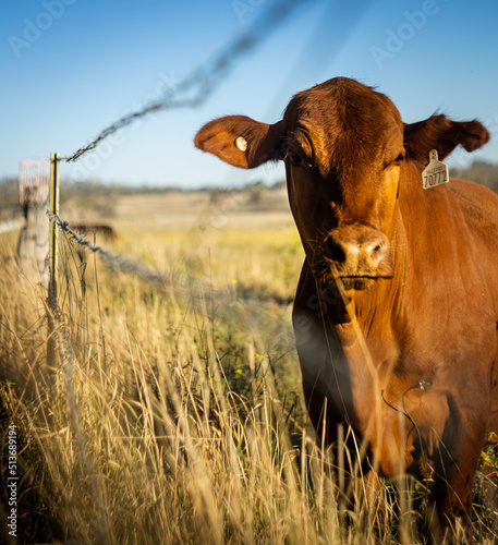 cow in the field