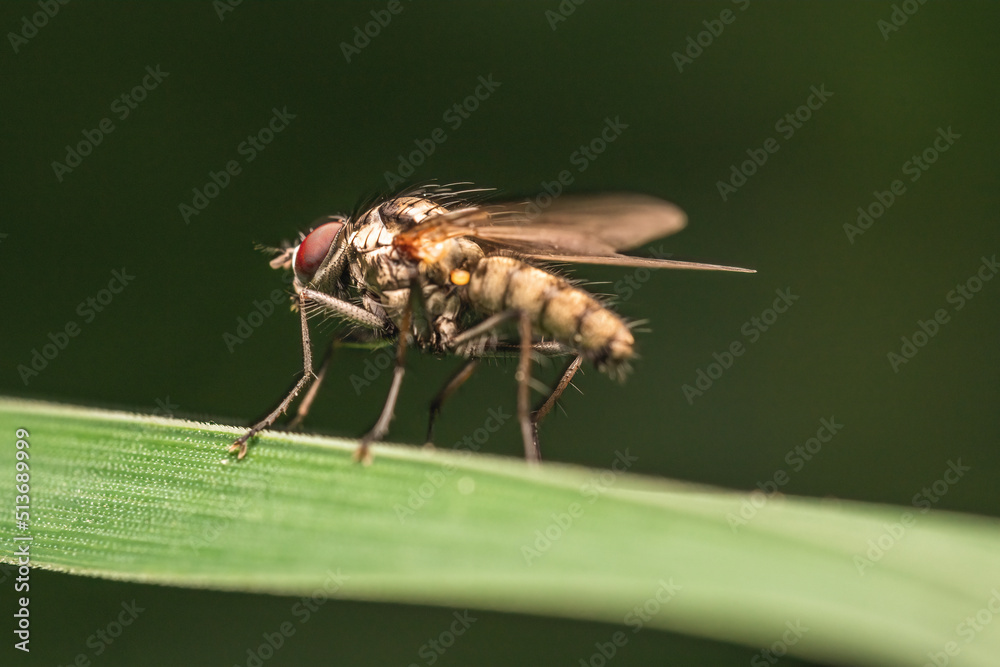 Macro shot of a Hylemya - A genus of root maggot flies - sitting on a green grass leaf Macro shot of a Hylemya - A genus of root maggot flies - sitting on a green grass leaf